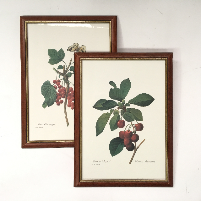 ARTWORK, Print (Small) - Botanical - Cherries or Berries